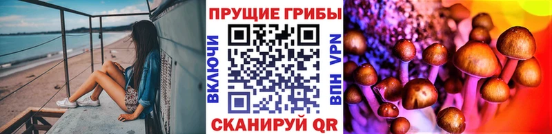 закладки  Ленинградская  Псилоцибиновые грибы Psilocybine cubensis 